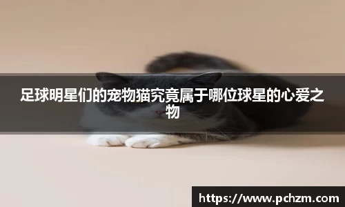 足球明星们的宠物猫究竟属于哪位球星的心爱之物